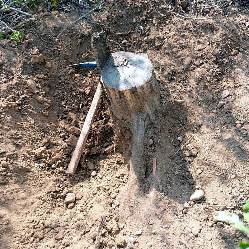 ਰੋਪੜ ’ਚ ਖ਼ੈਰ ਦੇ ਹਜ਼ਾਰਾਂ ਰੁੱਖਾਂ ਦੀ ਕਟਾਈ ਮਾਮਲੇ ’ਚ NGT ਸਖ਼ਤ; ਪੰਜਾਬ ਸਰਕਾਰ ਨੂੰ ਨੋਟਿਸ ਜਾਰੀ