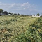 ਪੰਜਾਬ ਵਿੱਚ ਮੀਂਹ ਤੇ ਗੜਿਆਂ ਨੇ ਫ਼ਸਲਾਂ ਵਿਛਾਈਆਂ