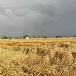 ਖ਼ਰੀਦ ਮਾਪਦੰਡ: ਰਾਜਸਥਾਨ ਨੂੰ ਛੋਟ, ਪੰਜਾਬ ਬਾਰੇ ਚੁੱਪ