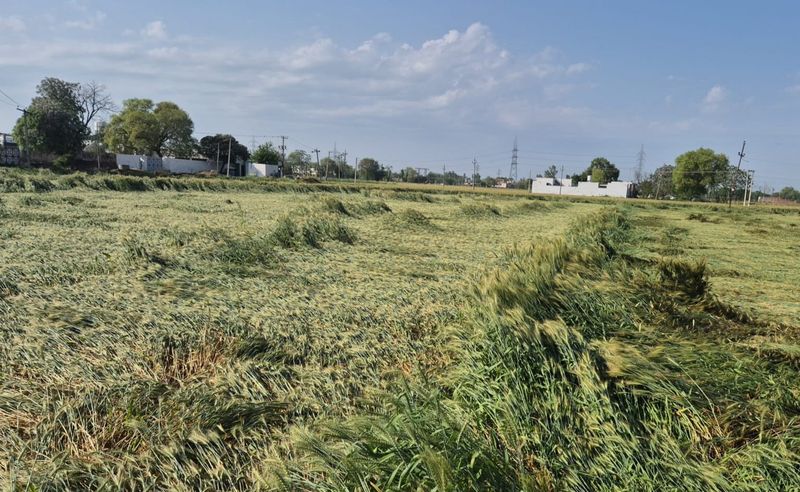 ਪੰਜਾਬ ਵਿੱਚ ਮੀਂਹ ਤੇ ਗੜਿਆਂ ਨੇ ਫ਼ਸਲਾਂ ਵਿਛਾਈਆਂ