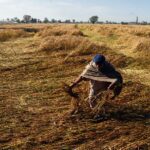 ਪੰਜਾਬ ਵਿੱਚ ਪੂਰੀ ਰਾਤ ਪਏ ਮੀਂਹ ਨੇ ਕਣਕਾਂ ਝੰਬੀਆਂ, ਅਲਰਟ ਜਾਰੀ