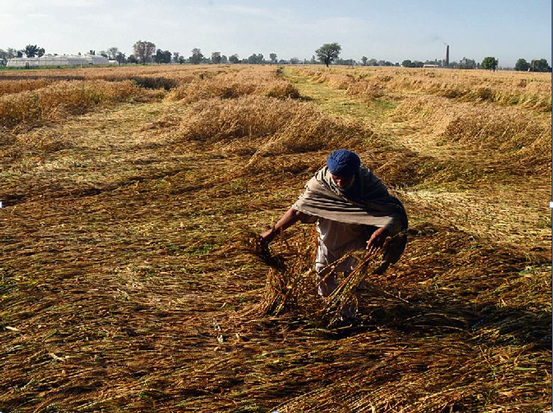 ਪੰਜਾਬ ਵਿੱਚ ਪੂਰੀ ਰਾਤ ਪਏ ਮੀਂਹ ਨੇ ਕਣਕਾਂ ਝੰਬੀਆਂ, ਅਲਰਟ ਜਾਰੀ