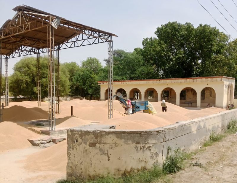 ਕਣਕ ਦੇ ਅੰਬਾਰ: ਪਿੰਡ ਬਾਦਲ ਦੇ ਕਿਸਾਨਾਂ ਨੇ ਸ਼ਮਸ਼ਾਨਘਾਟ ਨੂੰ ਬਣਾਇਆ ਅਨਾਜ ਮੰਡੀ