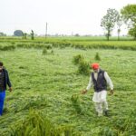 ਪੰਜਾਬ ’ਚ ਮੀਂਹ ਦੀ ਪੇਸ਼ੀਨਗੋਈ; ਕਣਕ ਦਾ ਝਾੜ ਘਟਣ ਦਾ ਖ਼ਦਸ਼ਾ, ਕਿਸਾਨ ਚਿੰਤਤ