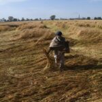 ਫ਼ਸਲਾਂ ਦਾ ਖ਼ਰਾਬਾ: ਮੁੱਖ ਮੰਤਰੀ ਭਗਵੰਤ ਮਾਨ ਵੱਲੋਂ ਵਿਸ਼ੇਸ਼ ਗਿਰਦਾਵਰੀ ਦੇ ਹੁਕਮ