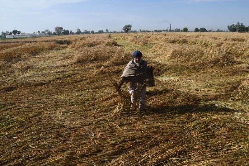 ਫ਼ਸਲਾਂ ਦਾ ਖ਼ਰਾਬਾ: ਮੁੱਖ ਮੰਤਰੀ ਭਗਵੰਤ ਮਾਨ ਵੱਲੋਂ ਵਿਸ਼ੇਸ਼ ਗਿਰਦਾਵਰੀ ਦੇ ਹੁਕਮ