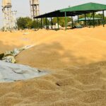 Punjab ’ਚ ਨੁਕਸਾਨੀ ਫ਼ਸਲ 80 ਫ਼ੀਸਦੀ ਬਦਰੰਗ