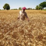 ਪੱਕੀ ਫ਼ਸਲ ’ਤੇ ਗੜੇਮਾਰੀ ਨੇ ਵਿਸਾਖੀ ਦੇ ਚਾਅ ਮਧੋਲੇ