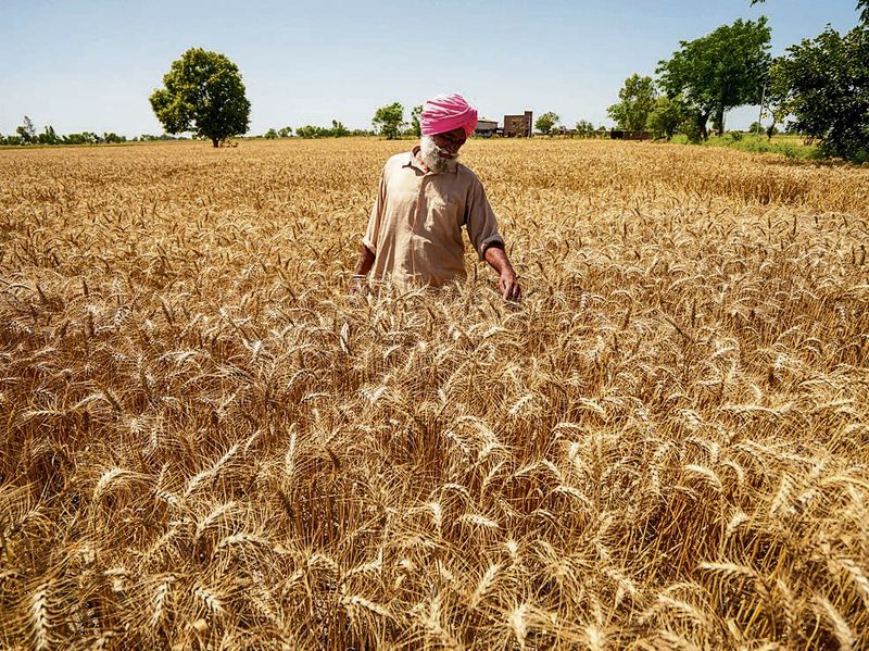 ਪੱਕੀ ਫ਼ਸਲ ’ਤੇ ਗੜੇਮਾਰੀ ਨੇ ਵਿਸਾਖੀ ਦੇ ਚਾਅ ਮਧੋਲੇ