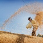 ਘਾਟੇ ਦੀ ਮਾਰ: ਫ਼ਸਲੀ ਖਰੀਦ ਤੋਂ ਹੱਥ ਘੁੱਟਣ ਲੱਗੇ ਵਪਾਰੀ