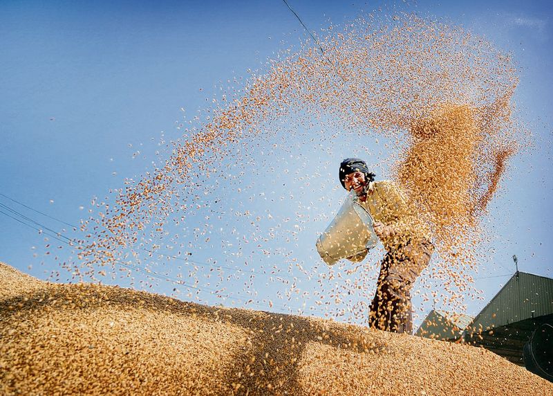 ਘਾਟੇ ਦੀ ਮਾਰ: ਫ਼ਸਲੀ ਖਰੀਦ ਤੋਂ ਹੱਥ ਘੁੱਟਣ ਲੱਗੇ ਵਪਾਰੀ