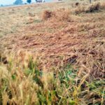 ਪੰਜਾਬ ’ਚ ਆਮ ਨਾਲੋਂ 471 ਫ਼ੀਸਦ ਵੱਧ ਪਿਆ ਮੀਂਹ