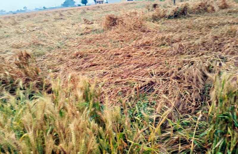 ਪੰਜਾਬ ’ਚ ਆਮ ਨਾਲੋਂ 471 ਫ਼ੀਸਦ ਵੱਧ ਪਿਆ ਮੀਂਹ