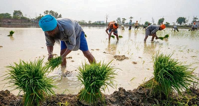 ਝੋਨੇ ਦੀ ਲਵਾਈ ਪਹਿਲੀ ਜੂਨ ਤੋਂ