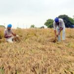 Punjab ਵਿੱਚ ਮੀਂਹ ਅਤੇ ਗੜਿਆਂ ਨੇ ਫ਼ਸਲ ਝੰਬੀ