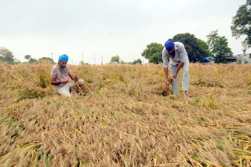 Punjab ਵਿੱਚ ਮੀਂਹ ਅਤੇ ਗੜਿਆਂ ਨੇ ਫ਼ਸਲ ਝੰਬੀ
