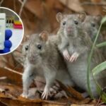 Hantavirus ਵਾਲੇ ਕਰੂਜ਼ ਅਮਲੇ ’ਚ ਦੋ ਭਾਰਤੀ ਵੀ ਸਵਾਰ