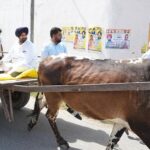 Punjab MC Elections: ਤੇਲ ਕੀਮਤਾਂ ਦੇ ਵਿਰੋਧ ‘ਚ ਬੈਲ ਗੱਡੀ ‘ਤੇ ਵੋਟ ਪਾਉਣ ਪਤਨੀ ਸਮੇਤ ਪਹੁੰਚੇ ਰਾਜਾ ਵੜਿੰਗ