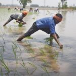 ਝੋਨੇ ਦੀ ਲੁਆਈ: ਜ਼ਮੀਨੀ ਪਾਣੀ ਤੋਂ ਨਹਿਰਾਂ ਵੱਲ ਮੋੜਾ
