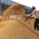 Paddy Procurement: ਝੋਨੇ ਦੀ ਖ਼ਰੀਦ ਲਈ 42,786 ਕਰੋੜ ਦੀ ਨਗਦ ਕਰਜ਼ਾ ਹੱਦ ਮਨਜ਼ੂਰ
