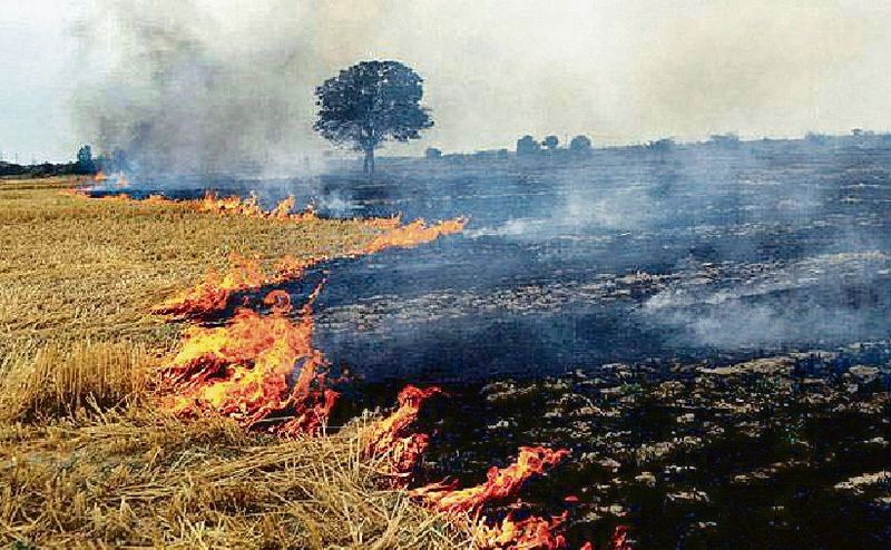 Punjab Stubble Burning: ਪੰਜਾਬ ’ਚ ਪਰਾਲੀ ਸਾੜਨ ਦੇ ਕੇਸ ਮੁੜ ਵਧੇ