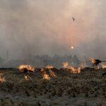 Punjab stubble burning: ਪੰਜਾਬ ਵਿੱਚ ਪਰਾਲੀ ਨੂੰ ਅੱਗ ਲੱਗਣ ਦੇ 1007 ਮਾਮਲੇ, 426 ਅਧਿਕਾਰੀਆਂ ਨੂੰ ਨੋਟਿਸ