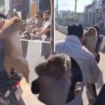 Viral Monkey Video: ਜਦੋਂ ਲੋਕਾਂ ਨੇ ਫੜ੍ਹਿਆ 51 ਹਜ਼ਾਰ ਇਨਾਮੀ ਦਹਿਸ਼ਤੀ ਬਾਂਦਰ, ਵੀਡੀਓ ਵਾਇਰਲ