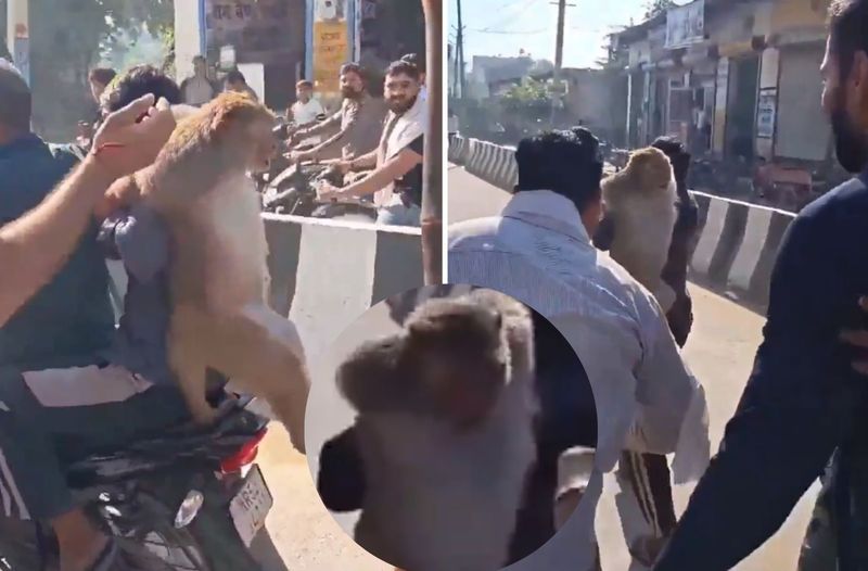 Viral Monkey Video: ਜਦੋਂ ਲੋਕਾਂ ਨੇ ਫੜ੍ਹਿਆ 51 ਹਜ਼ਾਰ ਇਨਾਮੀ ਦਹਿਸ਼ਤੀ ਬਾਂਦਰ, ਵੀਡੀਓ ਵਾਇਰਲ